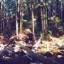 Minyon Falls - Nightcap National Park