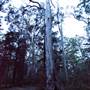 Murphy's Glen campground - Blue Mountains National Park