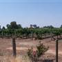 Mulligan Wongara Vineyard