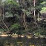 Promised Land Rainforest