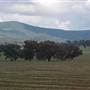 Quandialla