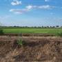 Rice field near Griffith