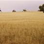 Paddys Creek Rd, Dubbo
