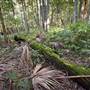 Royal National Park