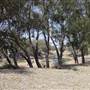 Wilcannia