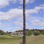 Walcha