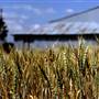 Wheat Crops - North West NSW