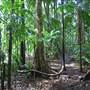 Terania Creek picnic area & Protesters Falls walking track