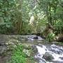 Terania Creek picnic area & Protesters Falls walking track