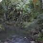 Terania Creek picnic area & Protesters Falls walking track