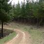 Sunny Corner State Forest