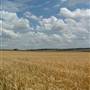 Wheat Crop, near Cowra