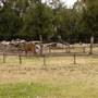 Taronga Western Plains Zoo - Dubbo