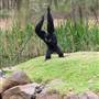 Taronga Western Plains Zoo - Dubbo