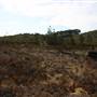 Penrose State Forest - Southern Highlands