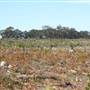 Penrose State Forest - Southern Highlands