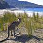 Pebbly Beach