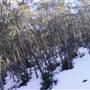 Thredbo