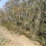 Thredbo