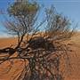Perry Sandhills