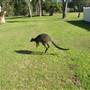 Currawong Beach Cottages & Basin Campground -  Ku-ring-gai Chase National Park