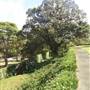 Kirkbride Callan Park
