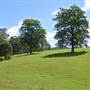 Wingham
