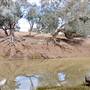 Walgett Area