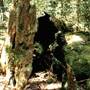 Watagans National Park
