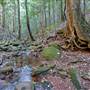 Red Cedar Flat picnic area