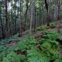 Red Cedar Flat picnic area