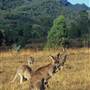 Warrumbungle National Park