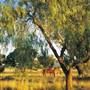 Warrumbungle National Park