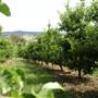 Watkins Orchard (Mandarin & Cumquat)