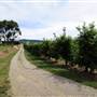 Watkins Orchard (Mandarin & Cumquat)