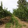 Watkins Orchard (Mandarin & Cumquat)