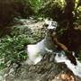 Tristania Falls - Dorrigo National Park