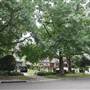 Coolabah Ave - Pymble