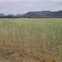 Baradine to Coonabarabran road