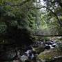 Minnamurra Rainforest Walk