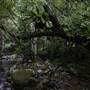 Minnamurra Rainforest Walk