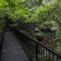 Minnamurra Rainforest Walk
