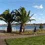 Lake Illawarra North-King St Foreshore & Bob Grabham Jetty