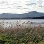 Lake Illawarra North-Purry Burry Avenue