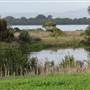 Lake Illawarra North-Budjong Creek Wetland