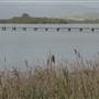 Lake Illawarra North-Tuggerah Bay Jetty