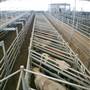 Central West Livestock Exchange