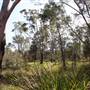 Georges River Nature Reserve
