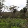 Narrabeen
