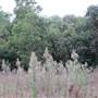 Brownlow Hill - File 2